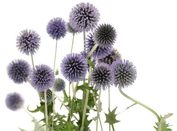 Echinops as part of the tree Hondro Sol Valgus